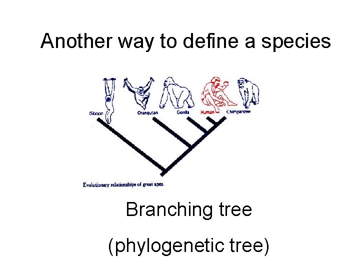 Another way to define a species Branching tree (phylogenetic tree) 