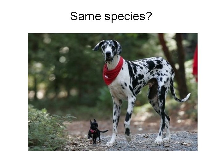Same species? 