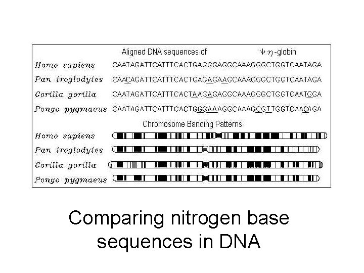 Comparing nitrogen base sequences in DNA 