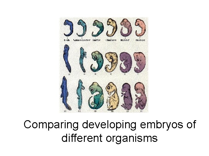 Comparing developing embryos of different organisms 