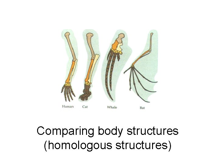 Comparing body structures (homologous structures) 
