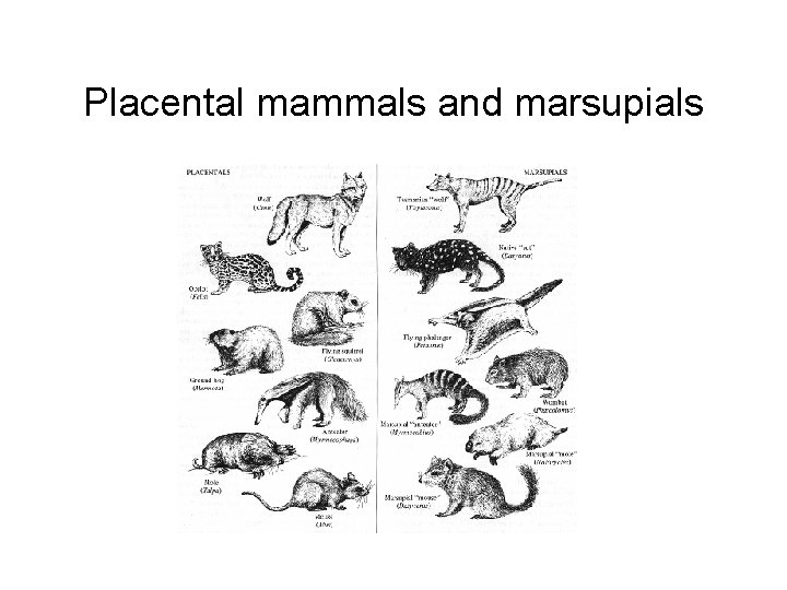 Placental mammals and marsupials 