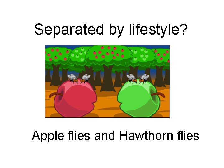 Separated by lifestyle? Apple flies and Hawthorn flies 