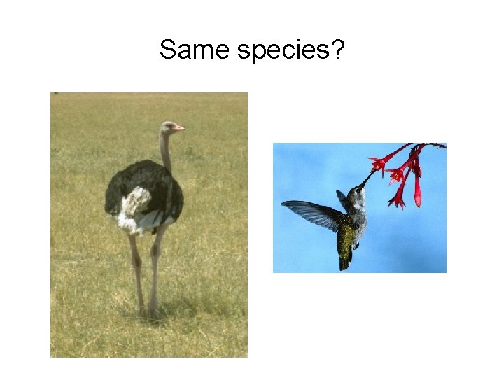 Same species? 