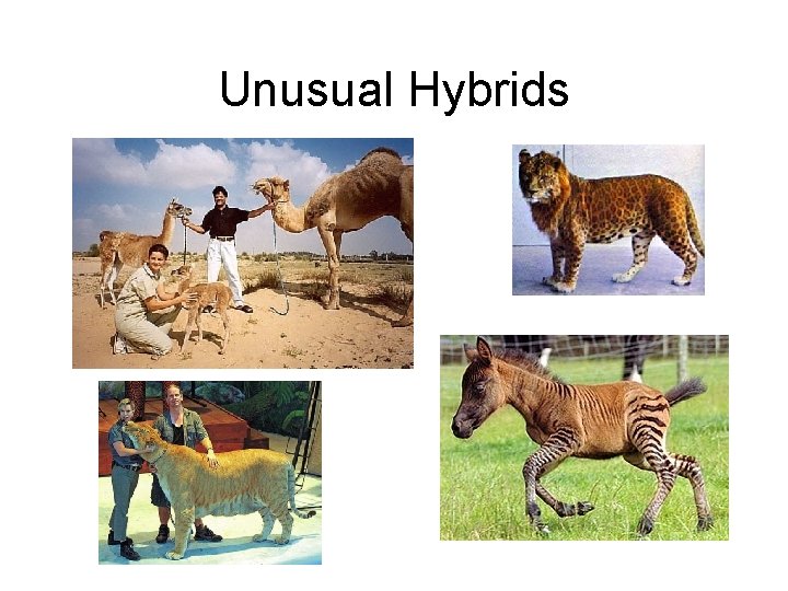 Unusual Hybrids 