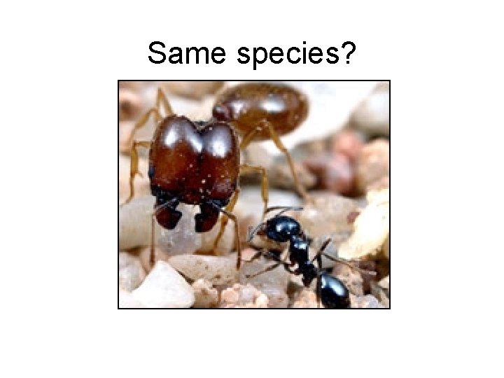 Same species? 