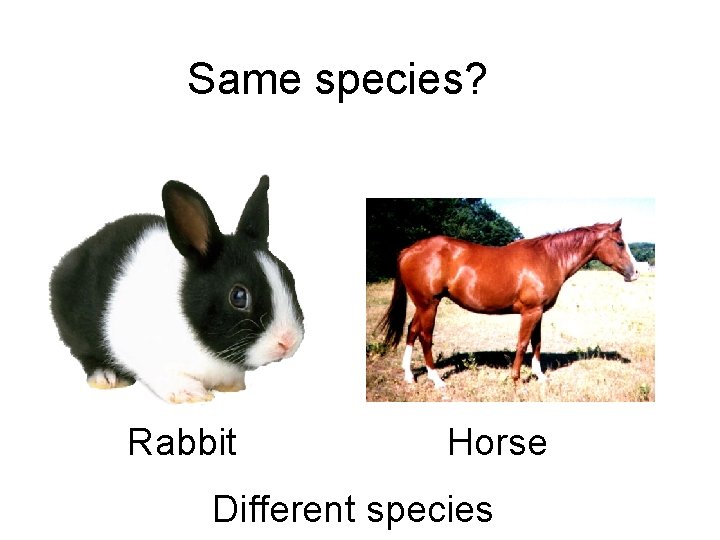 Same species? Rabbit Horse Different species 
