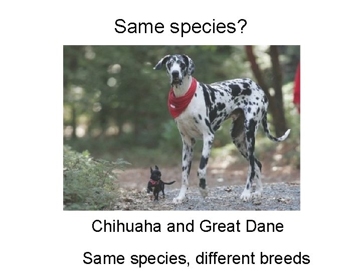 Same species? Chihuaha and Great Dane Same species, different breeds 