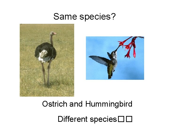 Same species? Ostrich and Hummingbird Different species�� 