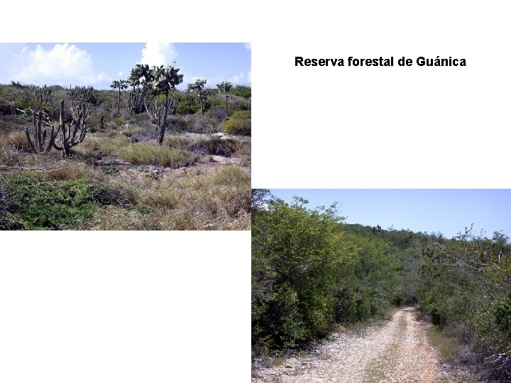 Reserva forestal de Guánica 