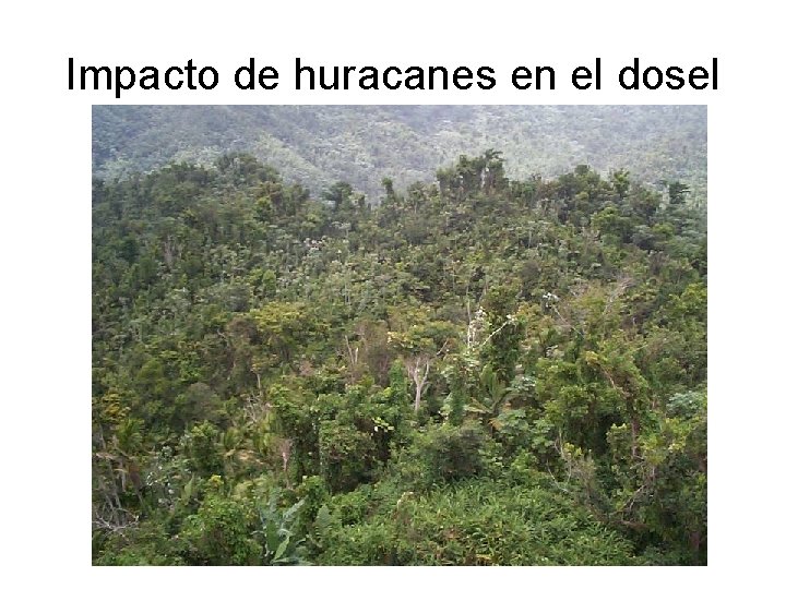 Impacto de huracanes en el dosel 