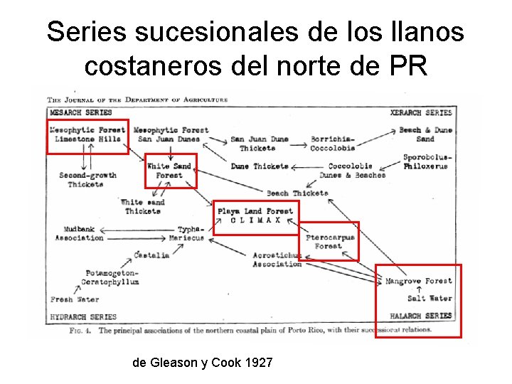 Series sucesionales de los llanos costaneros del norte de PR de Gleason y Cook