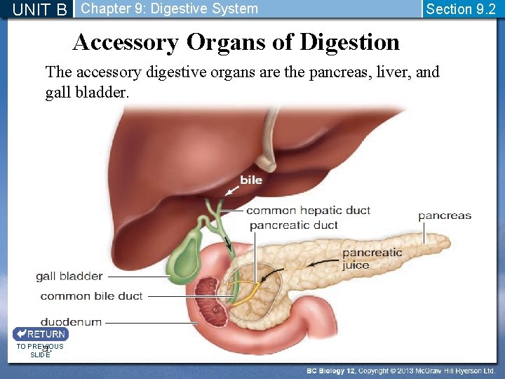 UNIT B Chapter 9: Digestive System Section 9. 2 Accessory Organs of Digestion The