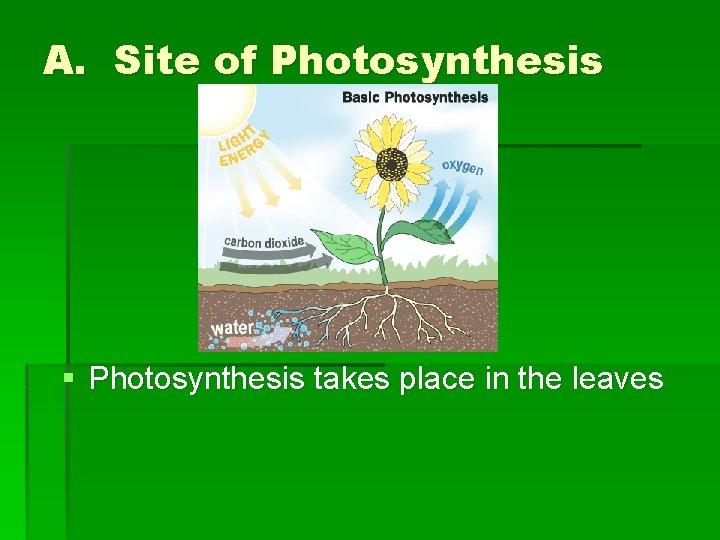 Chapter 8 Photosynthesis Section 2 Overview of Photosynthesis