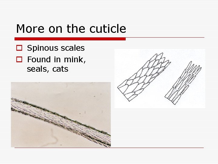 More on the cuticle o Spinous scales o Found in mink, seals, cats 