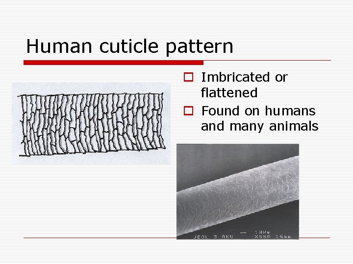 Human cuticle pattern o Imbricated or flattened o Found on humans and many animals