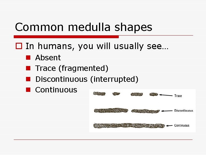 Common medulla shapes o In humans, you will usually see… n n Absent Trace