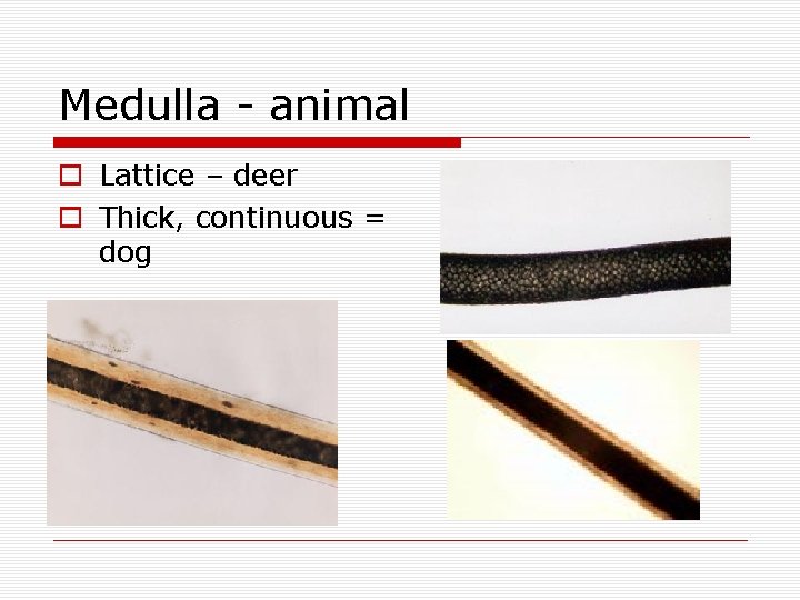 Medulla - animal o Lattice – deer o Thick, continuous = dog 