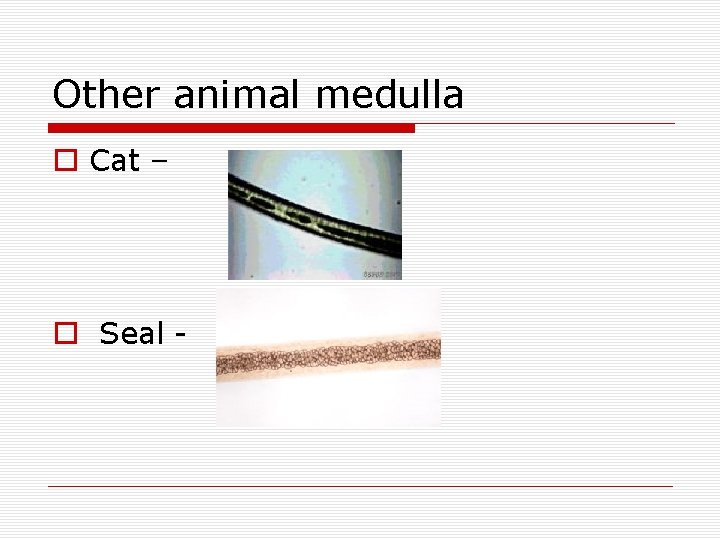 Other animal medulla o Cat – o Seal - 