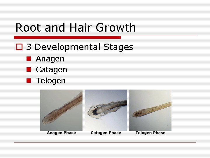 Root and Hair Growth o 3 Developmental Stages n Anagen n Catagen n Telogen