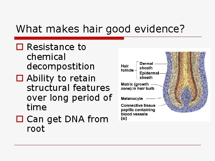 What makes hair good evidence? o Resistance to chemical decompostition o Ability to retain