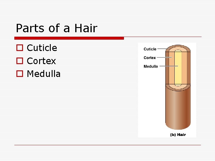 Parts of a Hair o Cuticle o Cortex o Medulla 