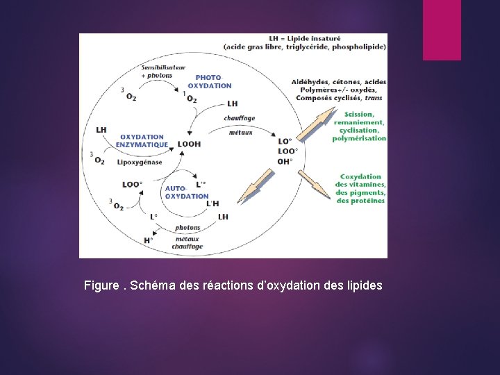 Figure. Schéma des réactions d’oxydation des lipides 