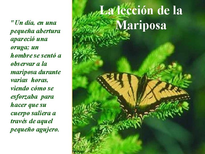 "Un día, en una pequeña abertura apareció una oruga; un hombre se sentó a