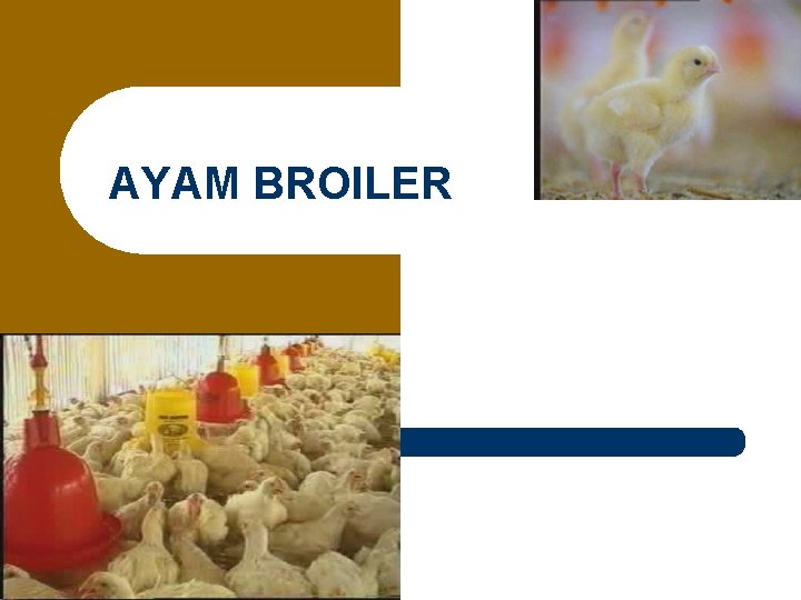 AYAM BROILER 1 