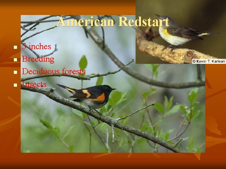 American Redstart n n 5 inches Breeding Deciduous forests Insects 