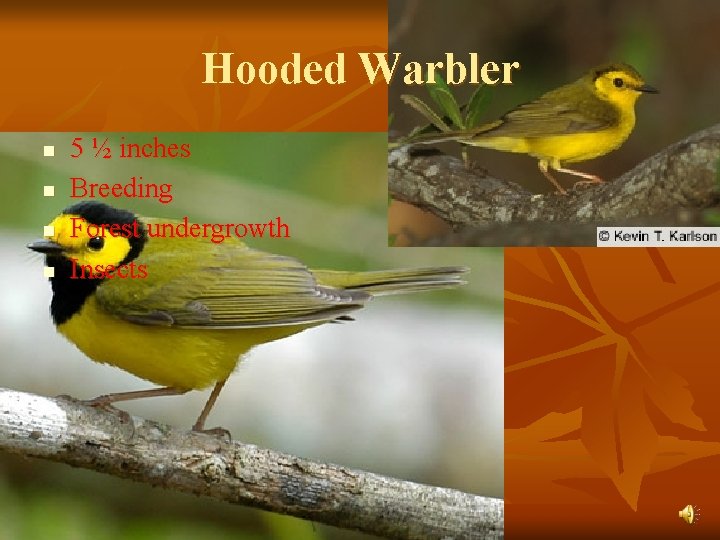 Hooded Warbler n n 5 ½ inches Breeding Forest undergrowth Insects 