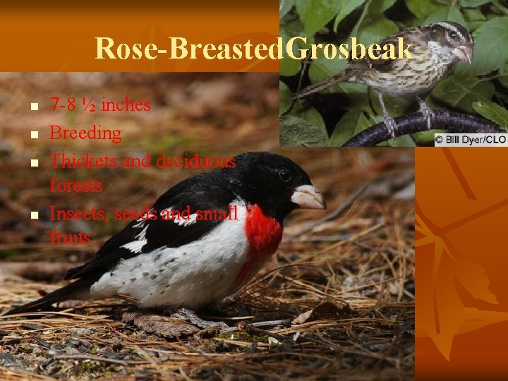 Rose-Breasted. Grosbeak n n 7 -8 ½ inches Breeding Thickets and deciduous forests Insects,