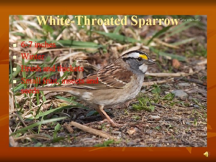 White-Throated Sparrow n n 6 -7 inches Winter Brush and thickets Small fruit, insects