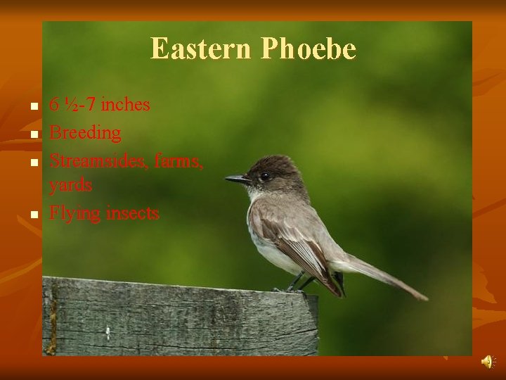 Eastern Phoebe n n 6 ½-7 inches Breeding Streamsides, farms, yards Flying insects 
