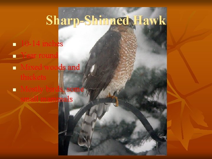 Sharp-Shinned Hawk n n 10 -14 inches Year round Mixed woods and thickets Mostly