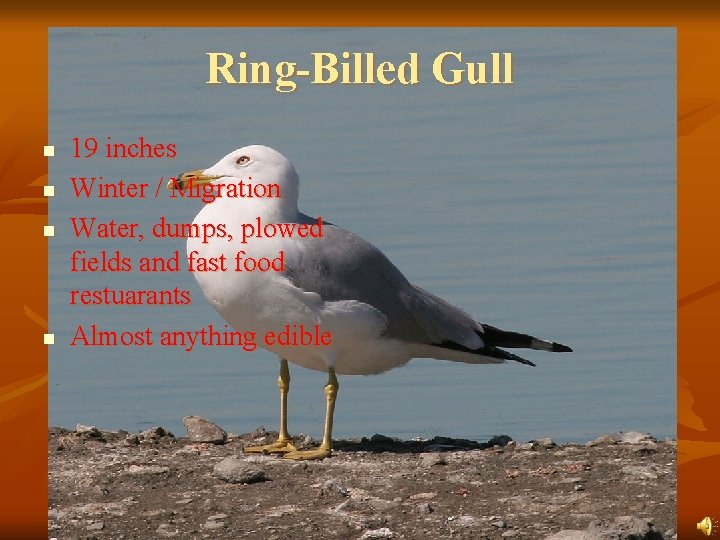 Ring-Billed Gull n n 19 inches Winter / Migration Water, dumps, plowed fields and