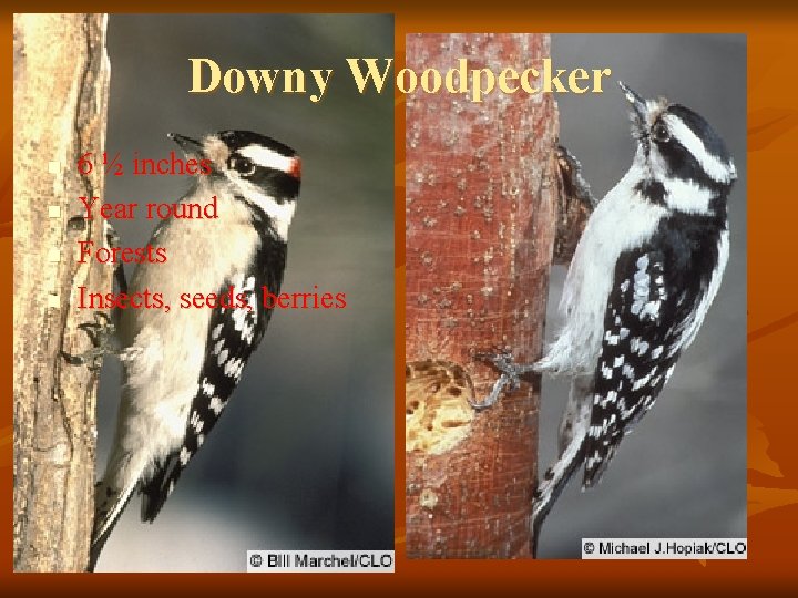 Downy Woodpecker n n 6 ½ inches Year round Forests Insects, seeds, berries 