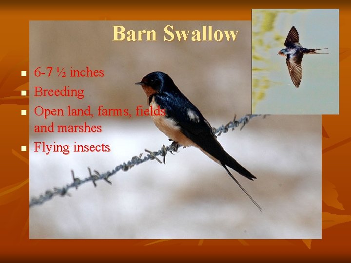Barn Swallow n n 6 -7 ½ inches Breeding Open land, farms, fields and