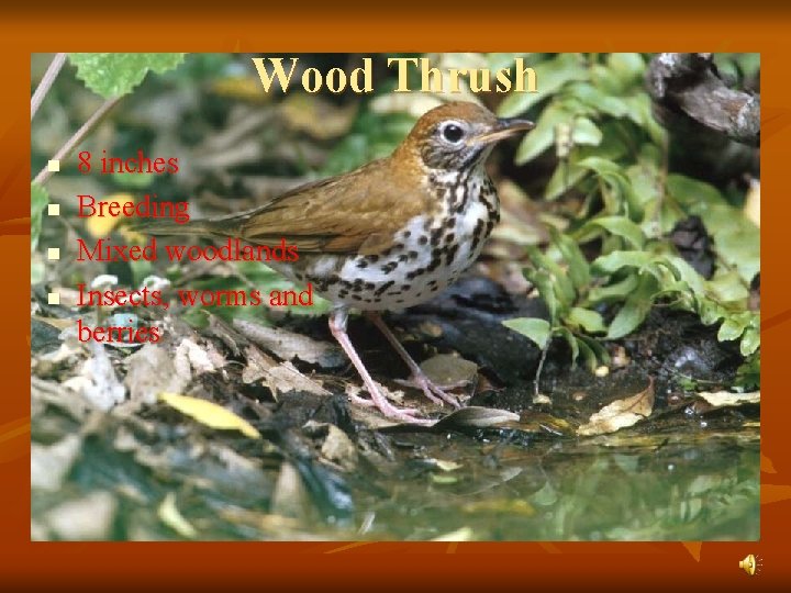 Wood Thrush n n 8 inches Breeding Mixed woodlands Insects, worms and berries 