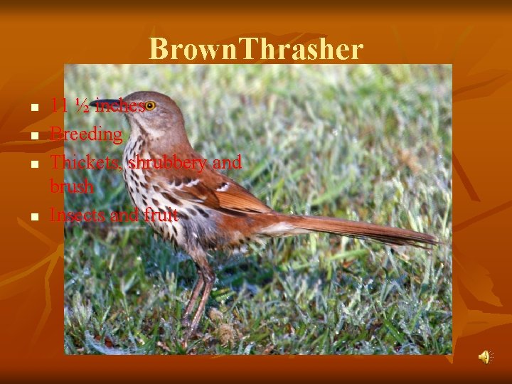 Brown. Thrasher n n 11 ½ inches Breeding Thickets, shrubbery and brush Insects and