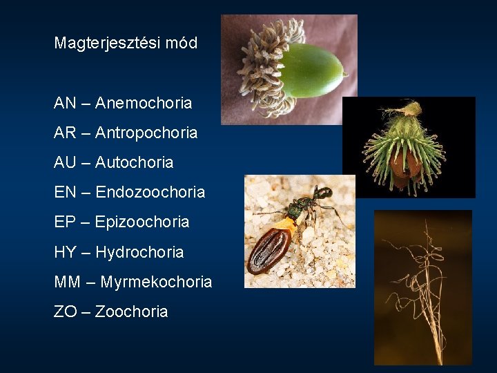 Magterjesztési mód AN – Anemochoria AR – Antropochoria AU – Autochoria EN – Endozoochoria