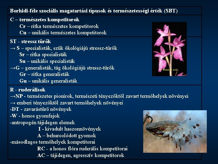 Borhidi-féle szociális magatartási típusok és természetességi érték (SBT) C – természetes kompetitorok Cr –