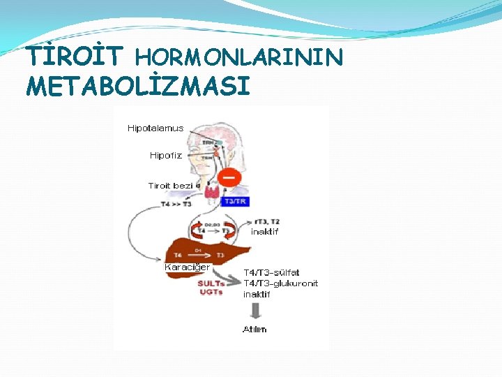 TİROİT HORMONLARININ METABOLİZMASI 