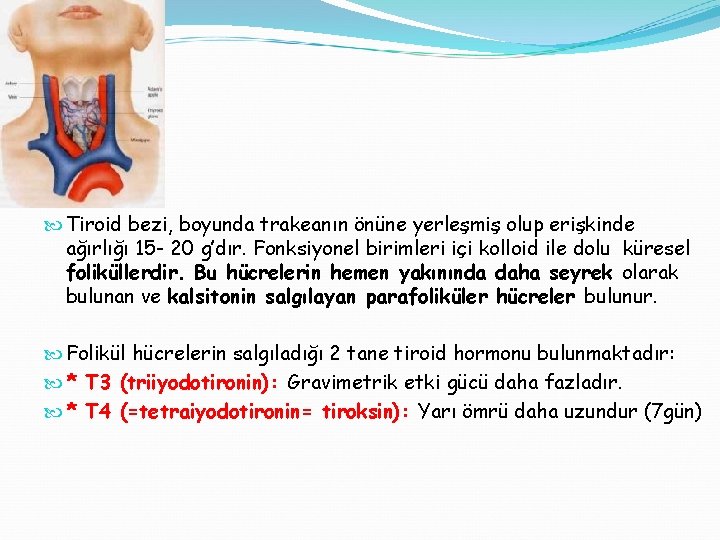  Tiroid bezi, boyunda trakeanın önüne yerleşmiş olup erişkinde ağırlığı 15 - 20 g’dır.