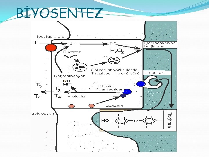 BİYOSENTEZ 