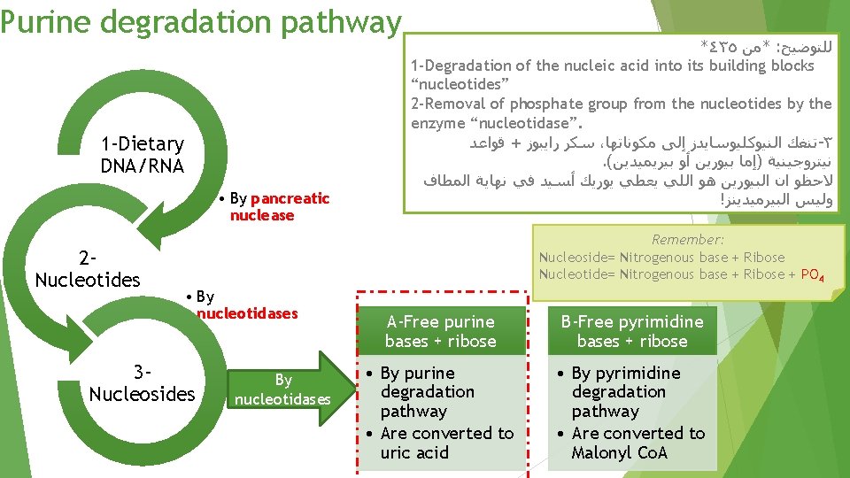 Purine degradation pathway 1 -Dietary DNA/RNA • By pancreatic nuclease 2 Nucleotides *٤٣٥ *ﻣﻦ