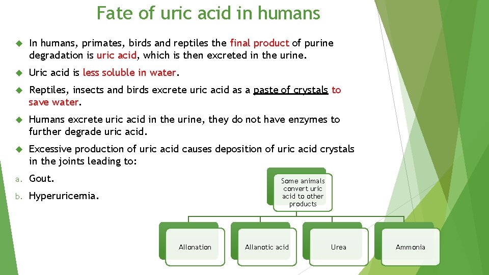 Fate of uric acid in humans In humans, primates, birds and reptiles the final