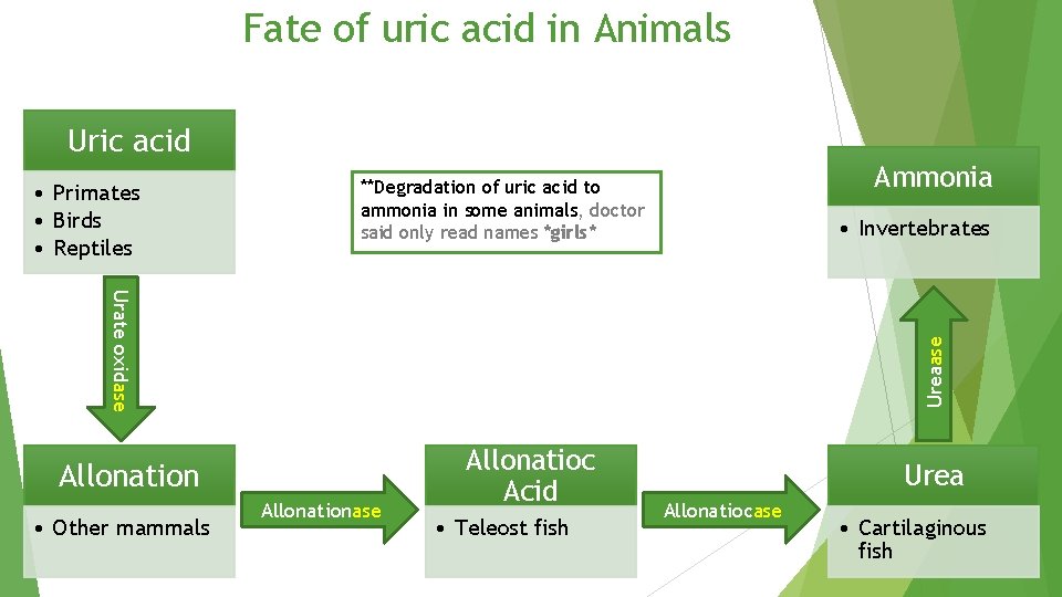 Fate of uric acid in Animals Uric acid • Primates • Birds • Reptiles