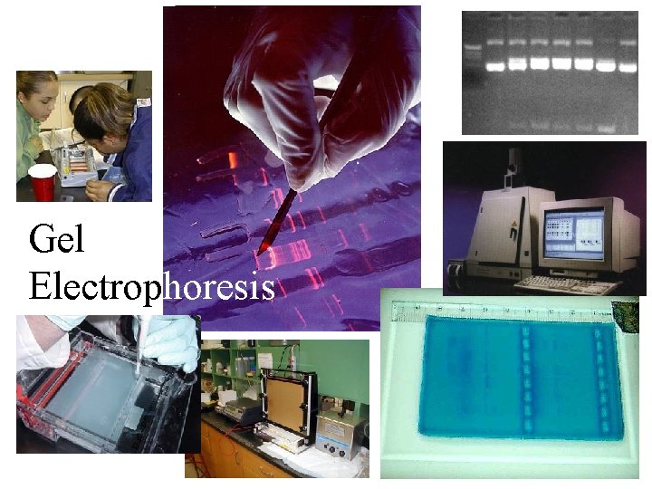 Gel Electrophoresis 