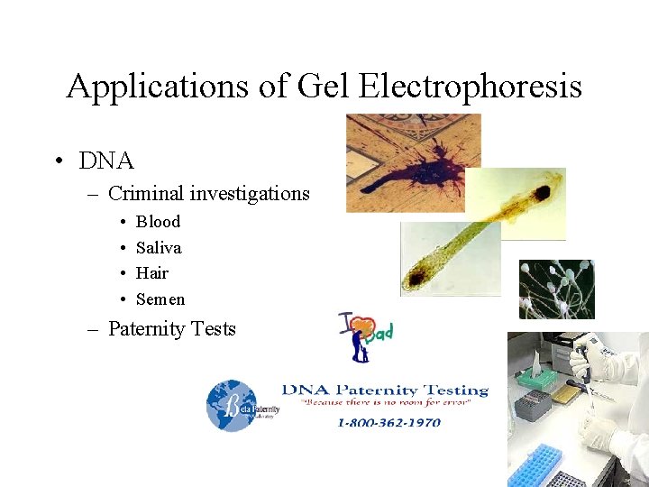 Applications of Gel Electrophoresis • DNA – Criminal investigations • • Blood Saliva Hair